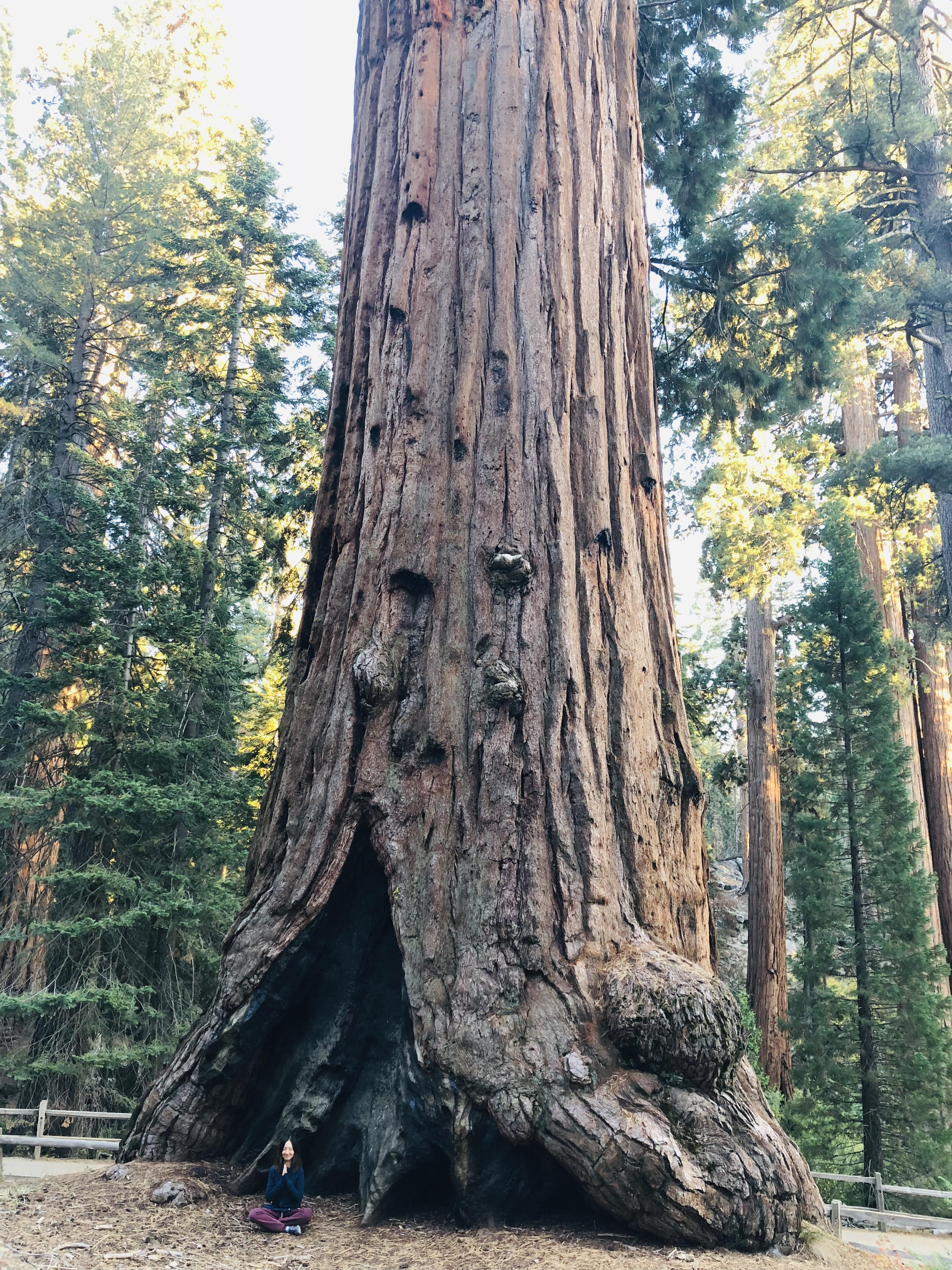 A person meditating near a giant tree.